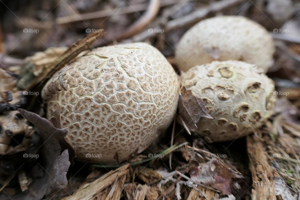 Three white ball mushrooms - 4