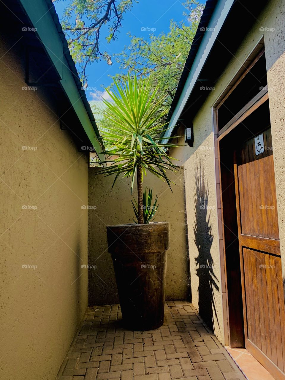 A green potted plant from the Yucca plant family used as decoration between walls in front of a disabled people restroom. 