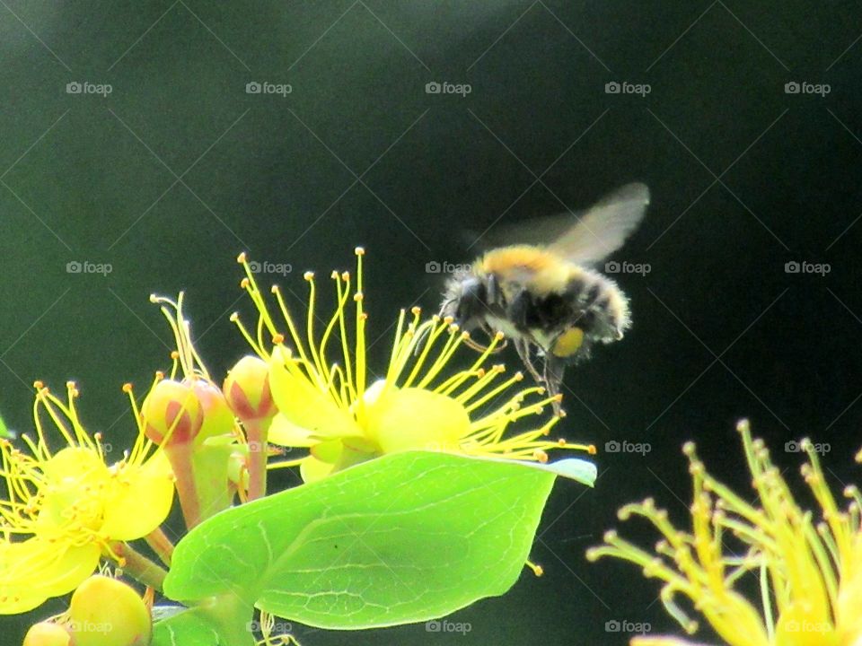 bee collecting nectar from hypericum flower