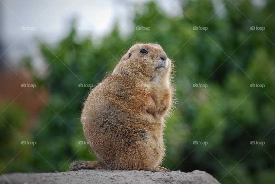 Prairiedog