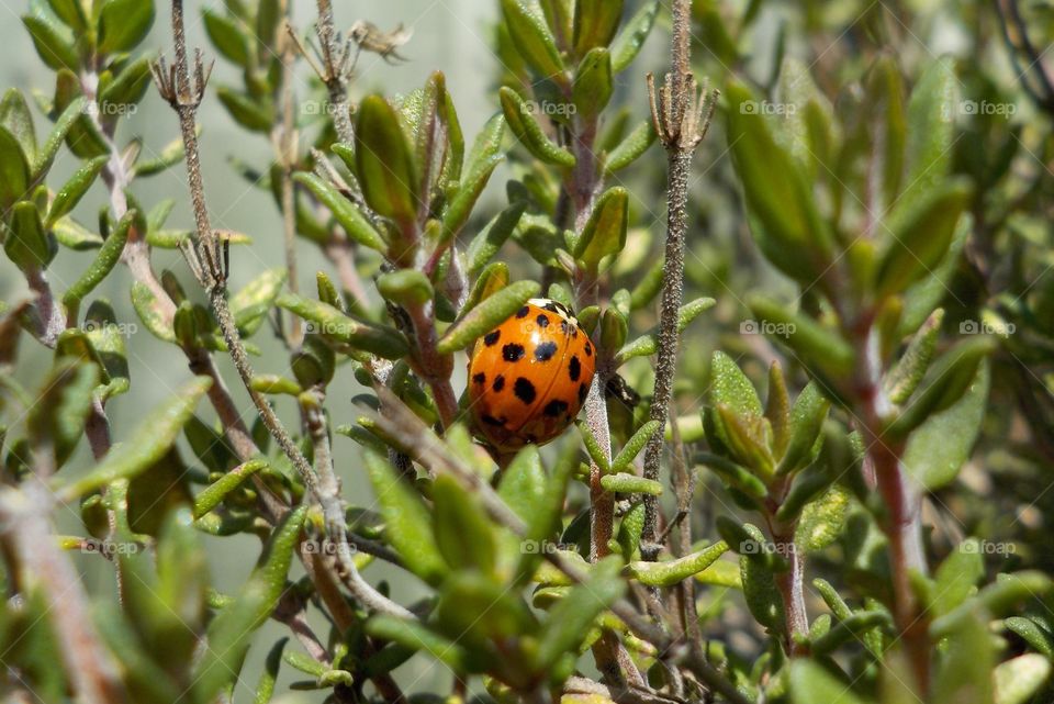 Ladybird in thyme 