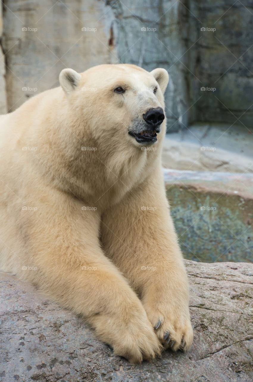 Polar bear in zoo