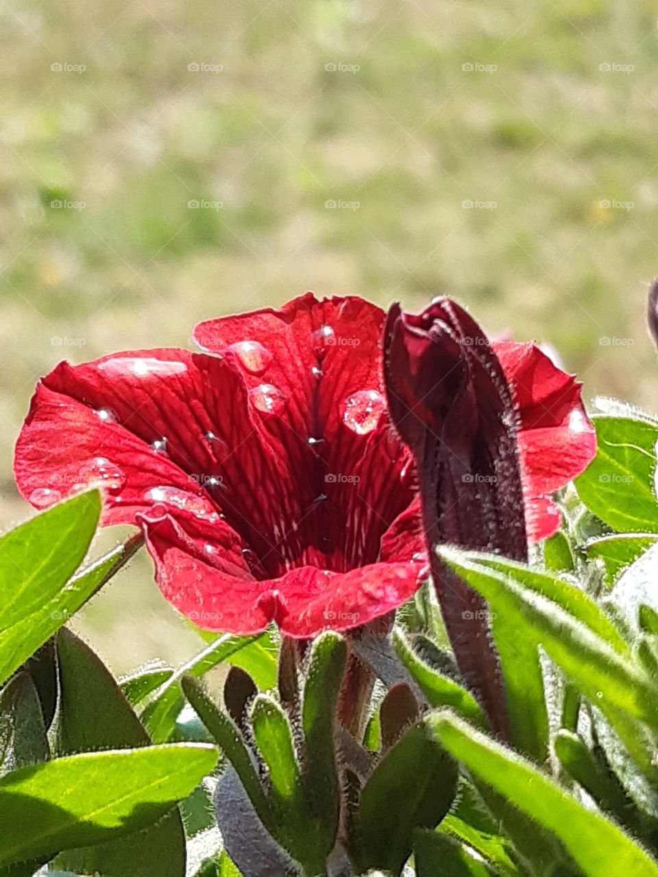 a red flower with drops of dew
