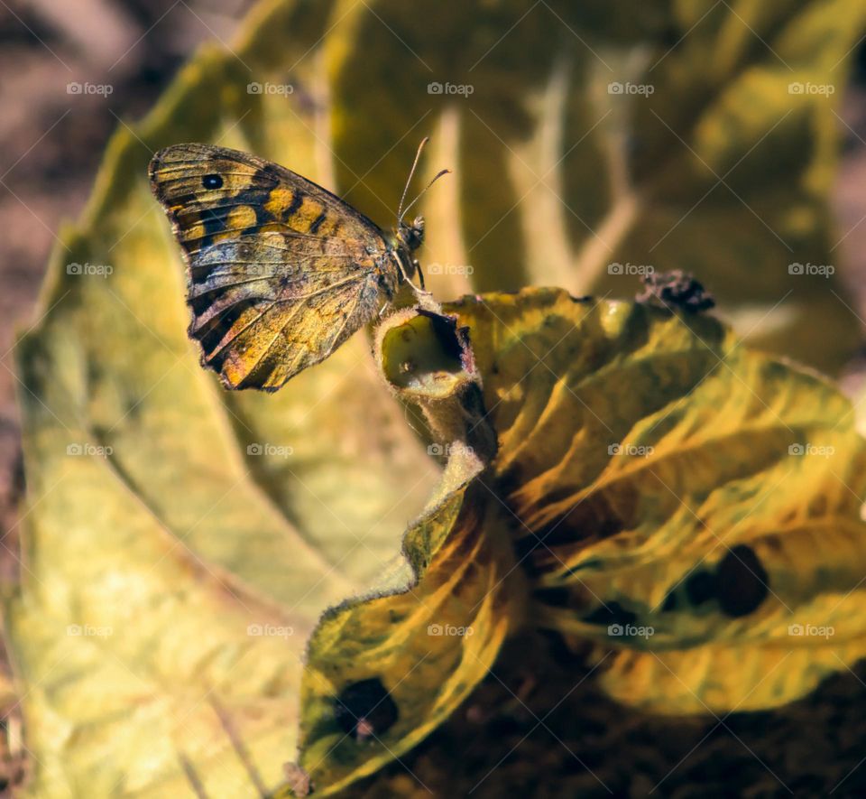 A yellow butterfly perched on a curled up yellow leaf