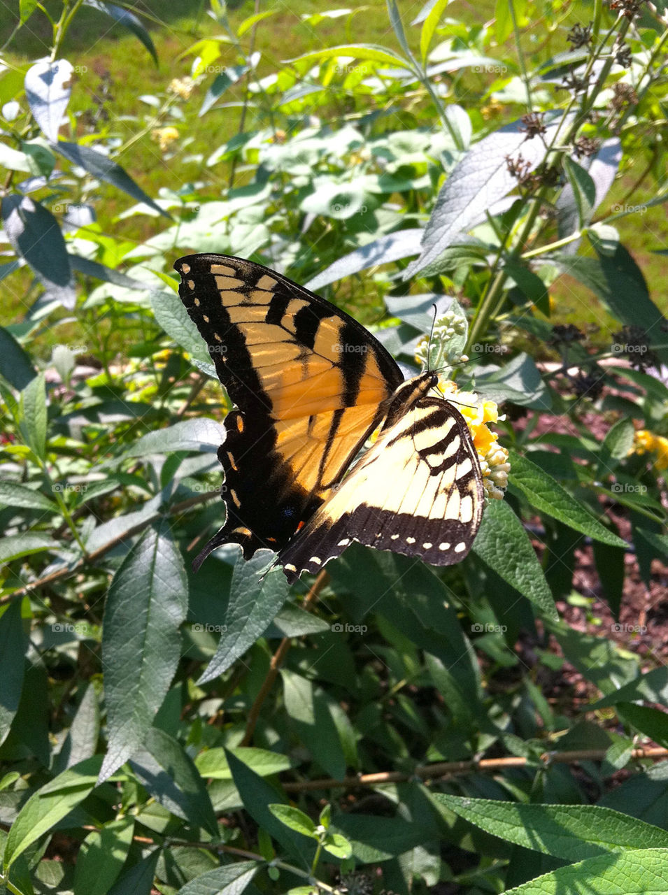 garden yellow nature outdoors by cable