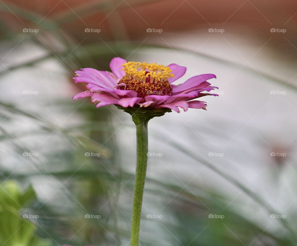 Single Pink Flower