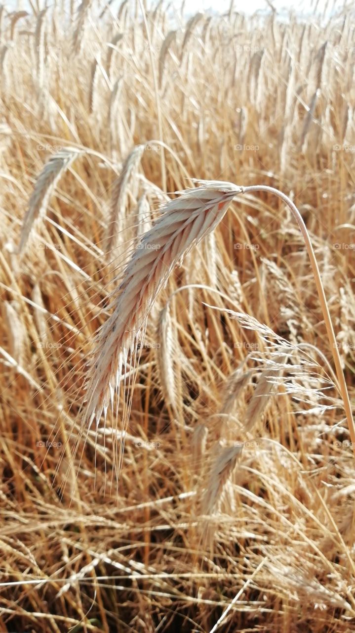 Колосок пшеници