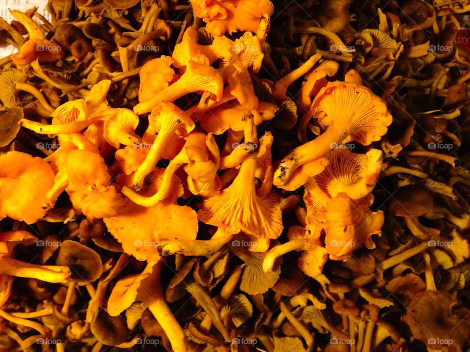 Chantarelle