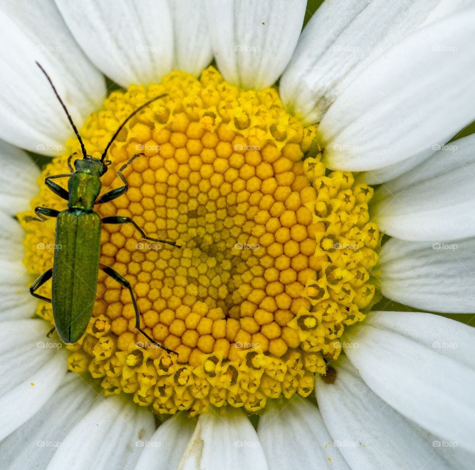 Extreme closeup of bettle on daisy flower