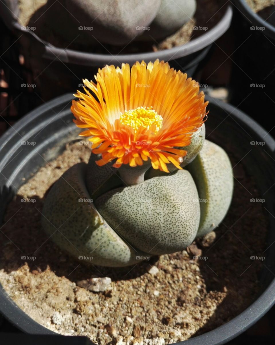 succulent with yellow orange flower
