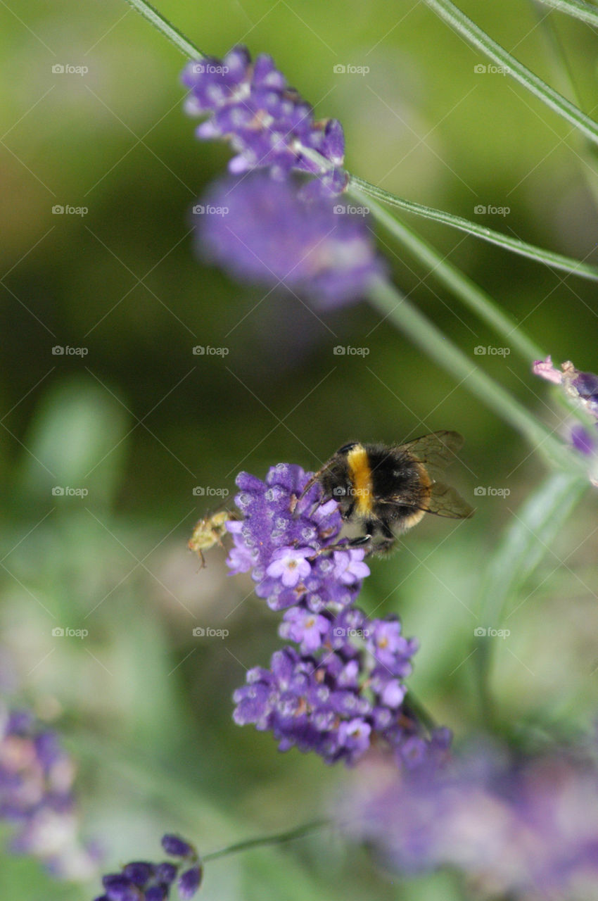 bee lavender bees by stevephot