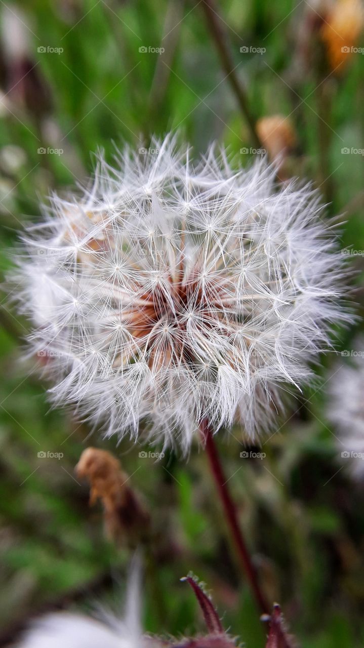 White fluffy dandelion