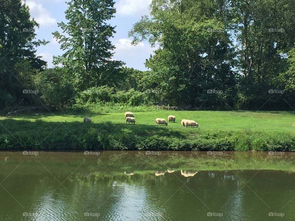 Got Sheep We Do General's Retreat course TN
