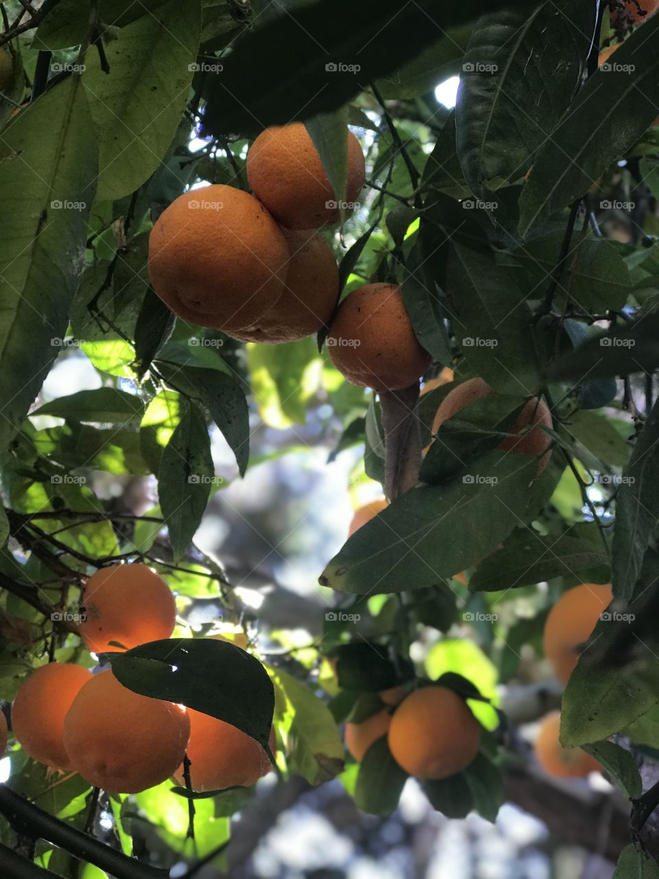 Orange Tree