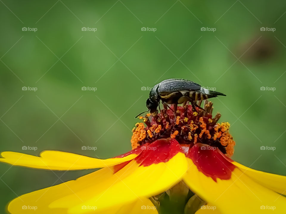 Macro of an unknown tiny black and white insect feeding on the nectar of a dime size yellow and red wildflower.