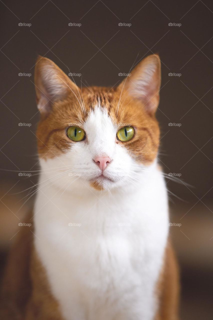 Beautiful and cute cat