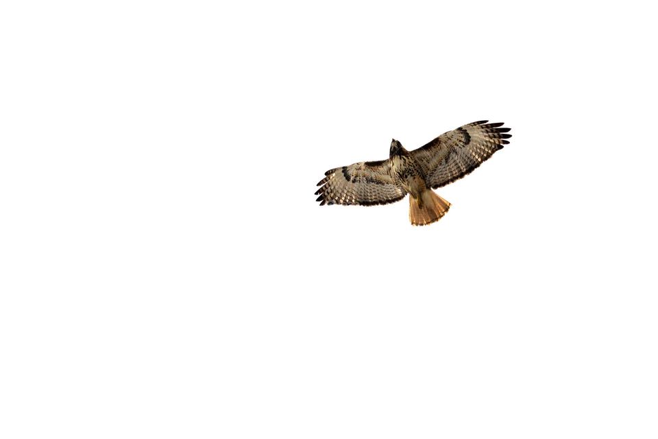 Red tailed hawk in flight