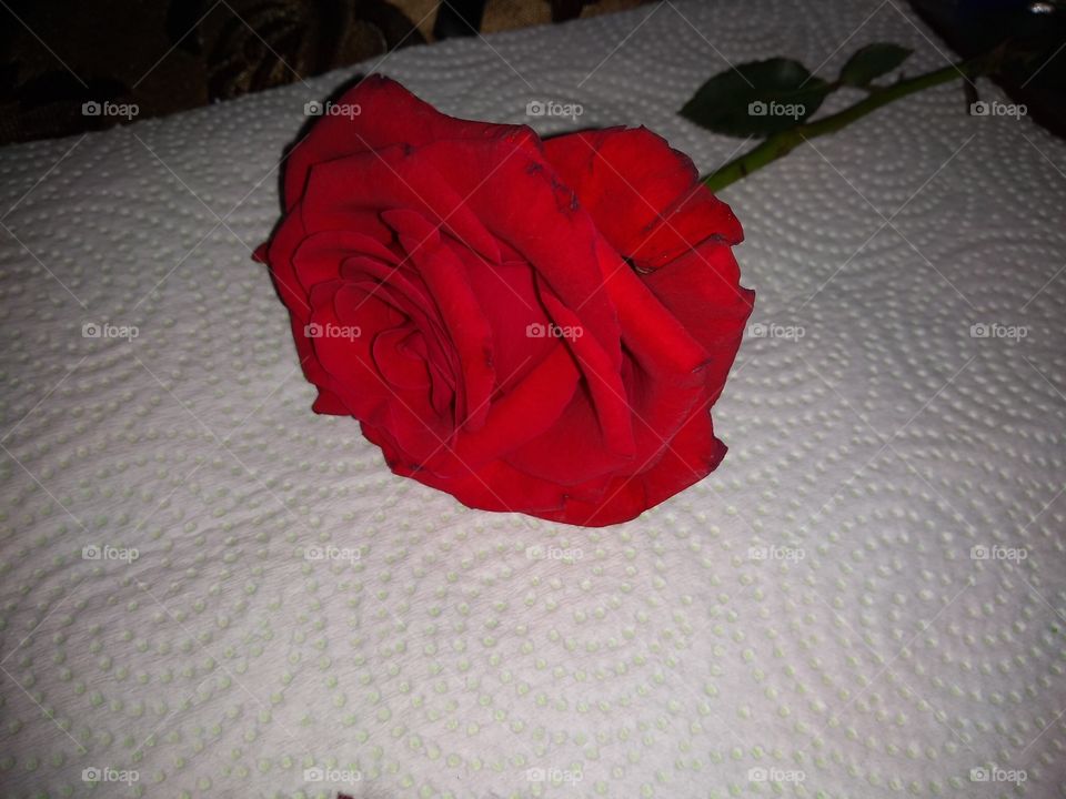 Rose, No Person, Flower, Love, Romance