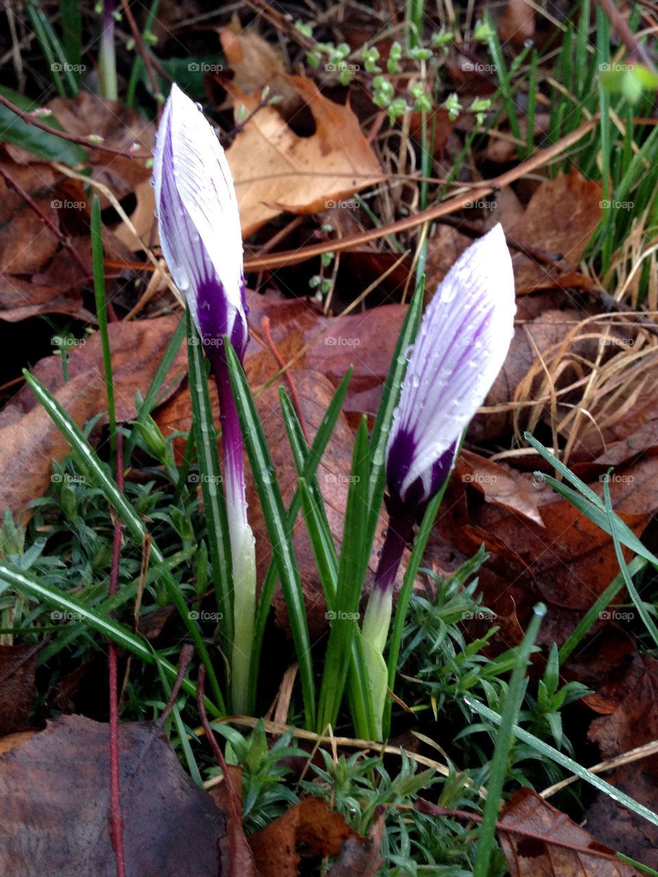 Early signs of spring Crocuses 