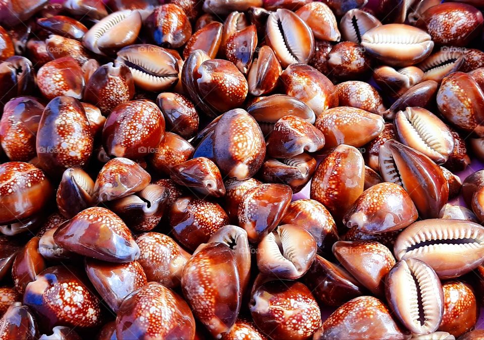 Monetaria caputserpentis.Common name the serpent's-head cowry or snakehead cowry, is a species of cowry. A number of  sea snail.