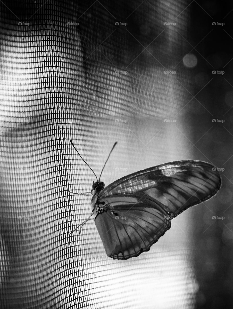 Butterfly Expo  - Antipa Museum/Bucharest