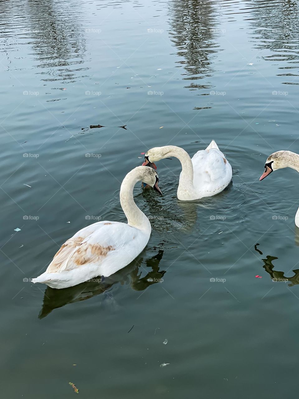 Swans playing with rubbish/trash in dirty pond