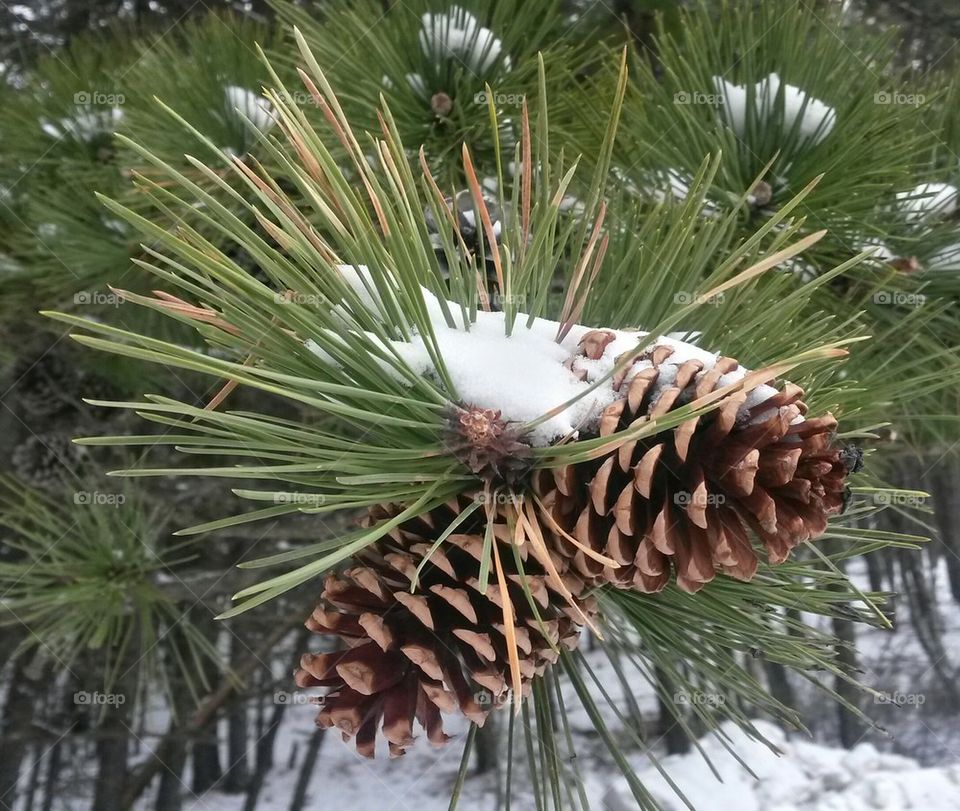 snow on pine bow