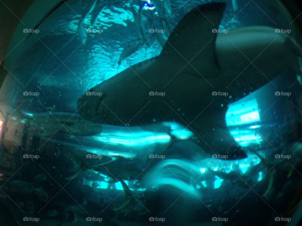 blue water fish pool by itsAus