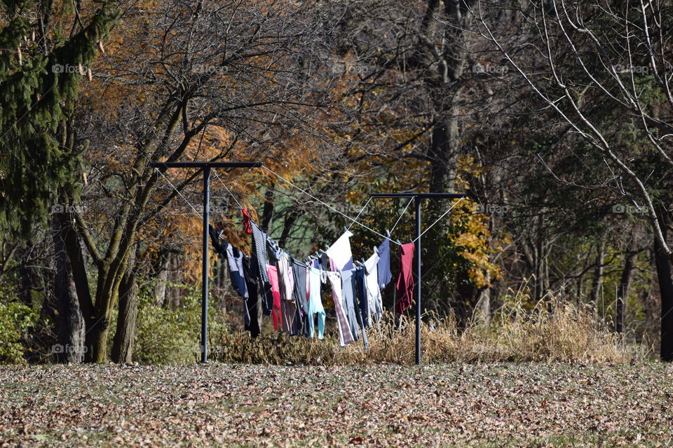 Laundry Line in the Trees