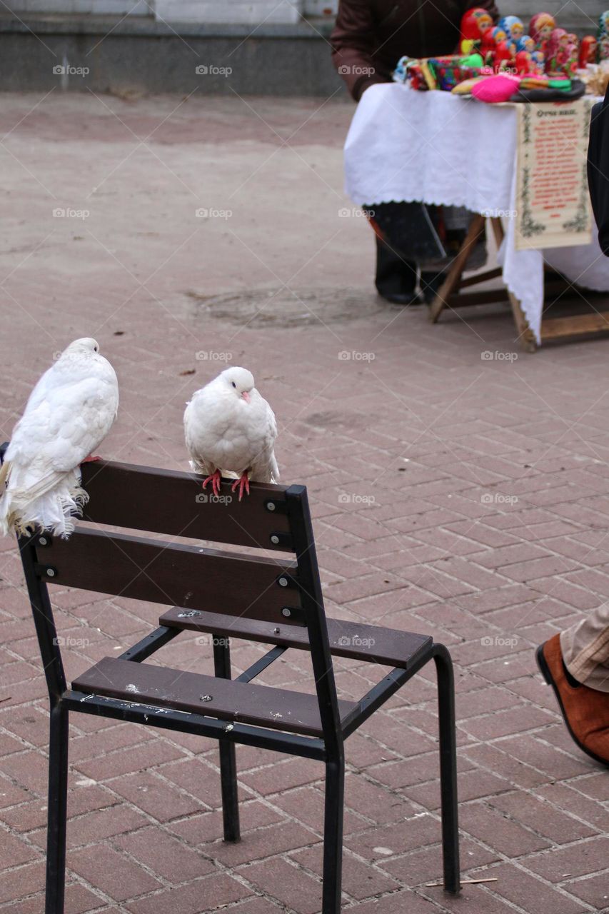 Two white pigeons sit on a brown metal chair in a city with a stall in the background