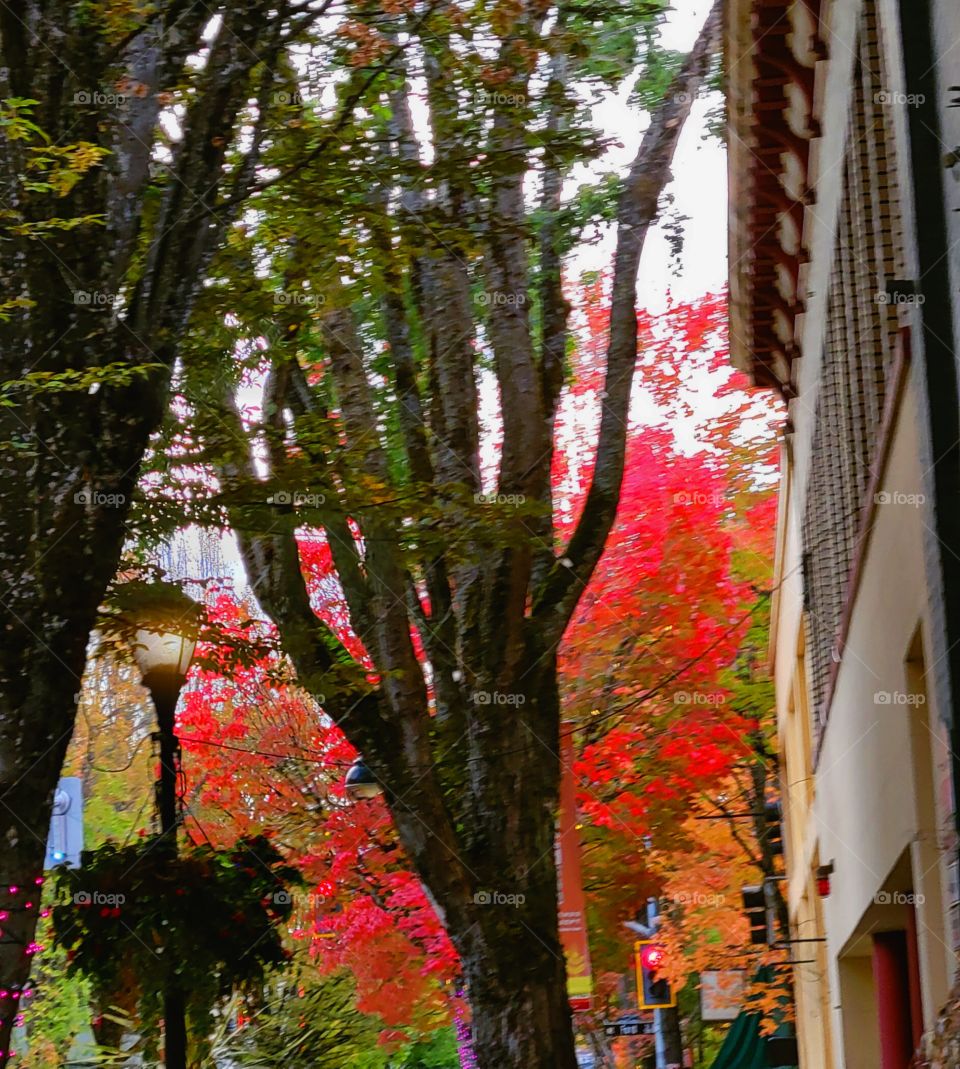 Autumn in Oregon