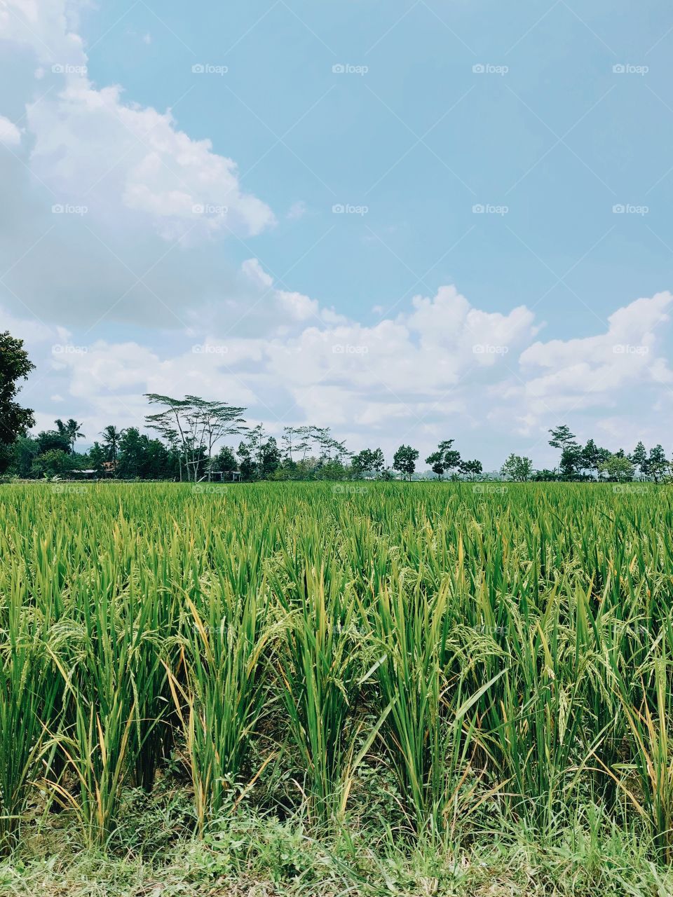 A sunny day in the ricefield