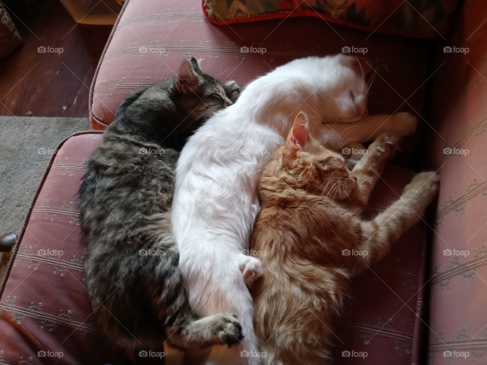 Bond between Siblings