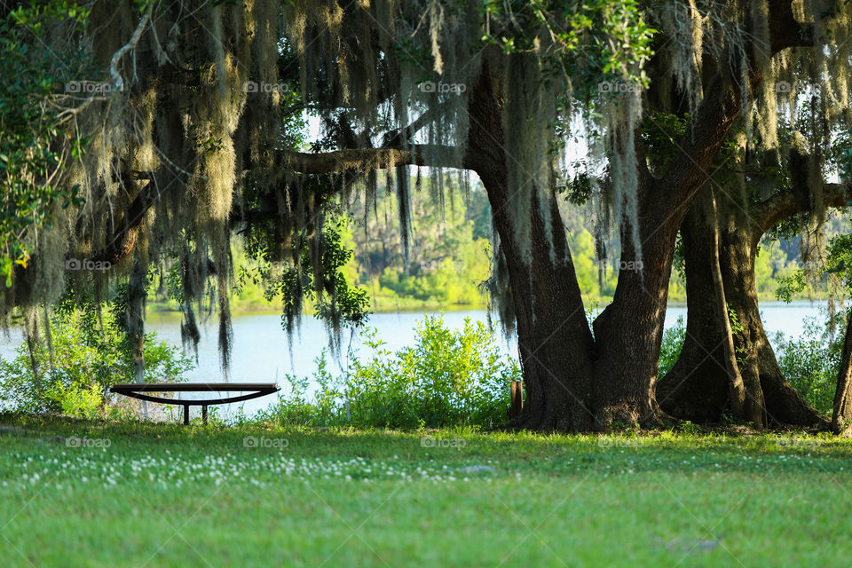 Single bench at a lake front in Florida. 