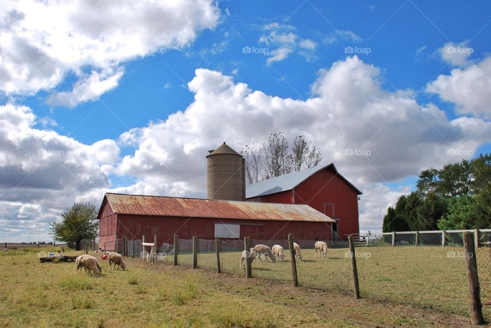 Red barn beneath blue sky. Sheep graze In a pasture beside a rustic red barn beneath a bright blue sky filled with fluffy clouds