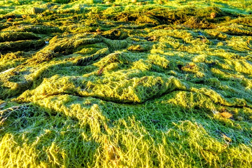 Seaweed blanket on seashore