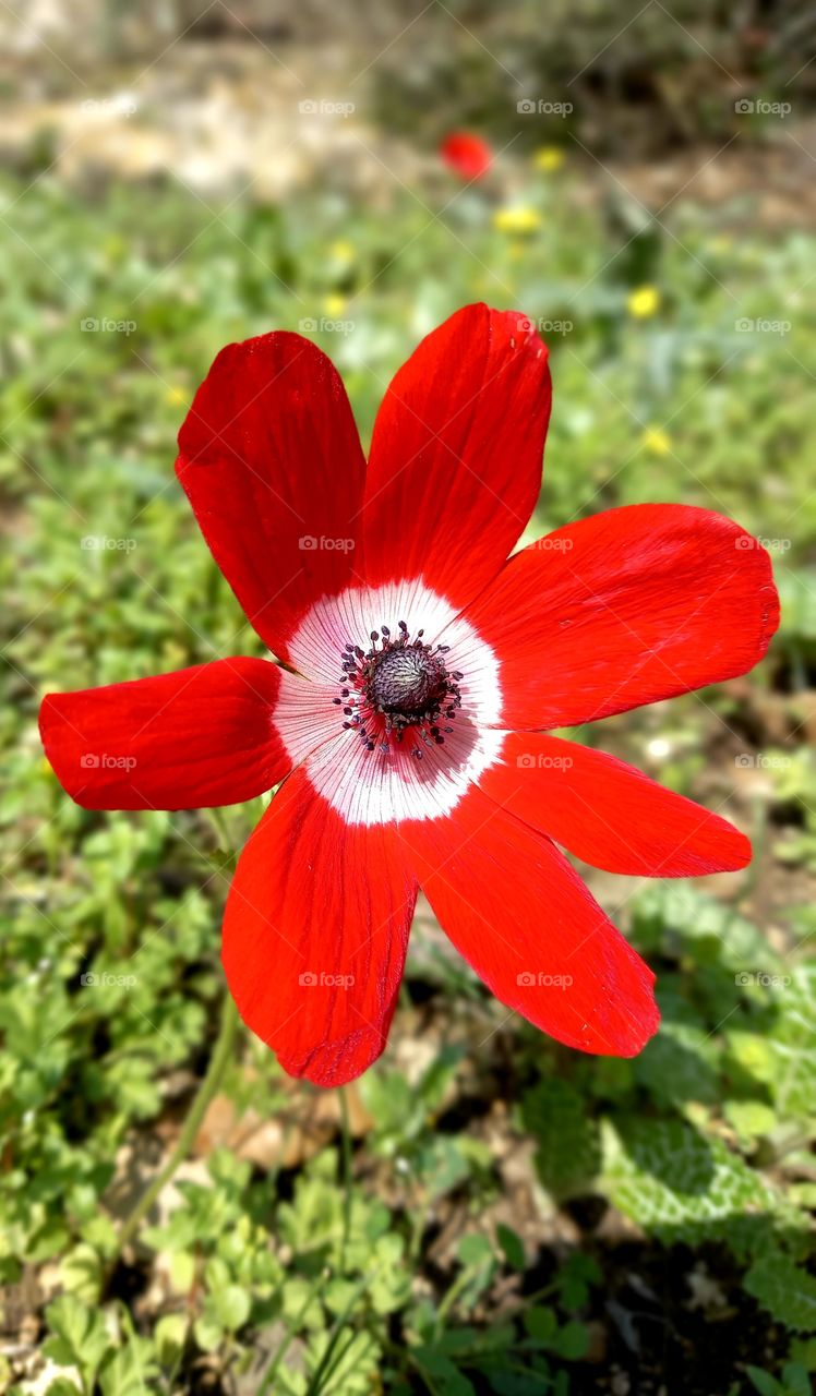 Anemone coronaria