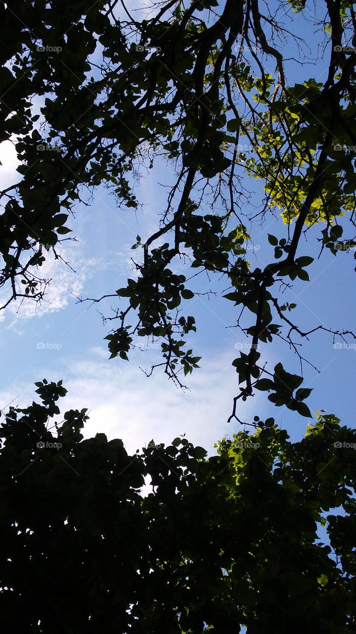 spring. flowers. beauty