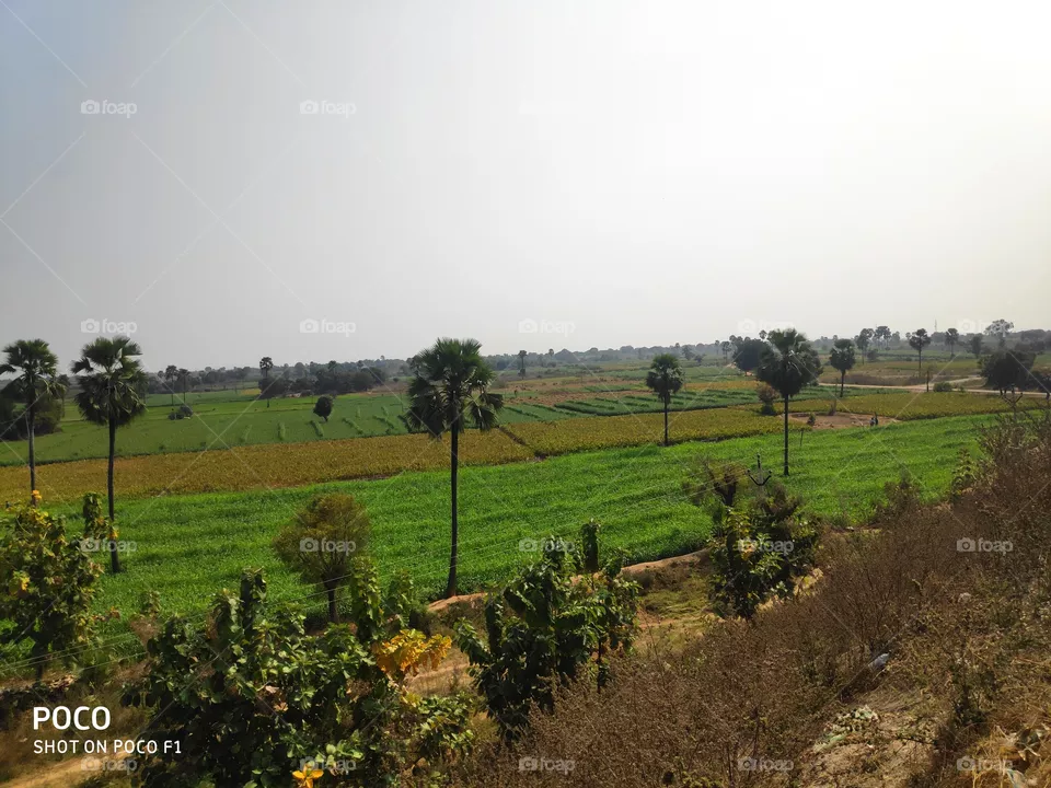 agriculture field