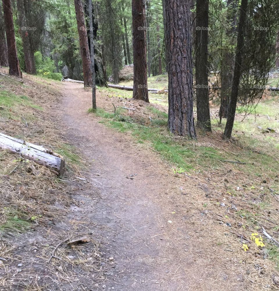 A forest trail to Steins Pillar in the Ochoco Mountains in Crook County on a fall day. 