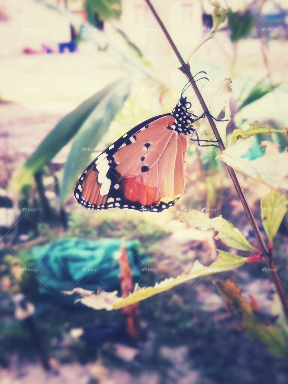 Monarch butterfly on twig