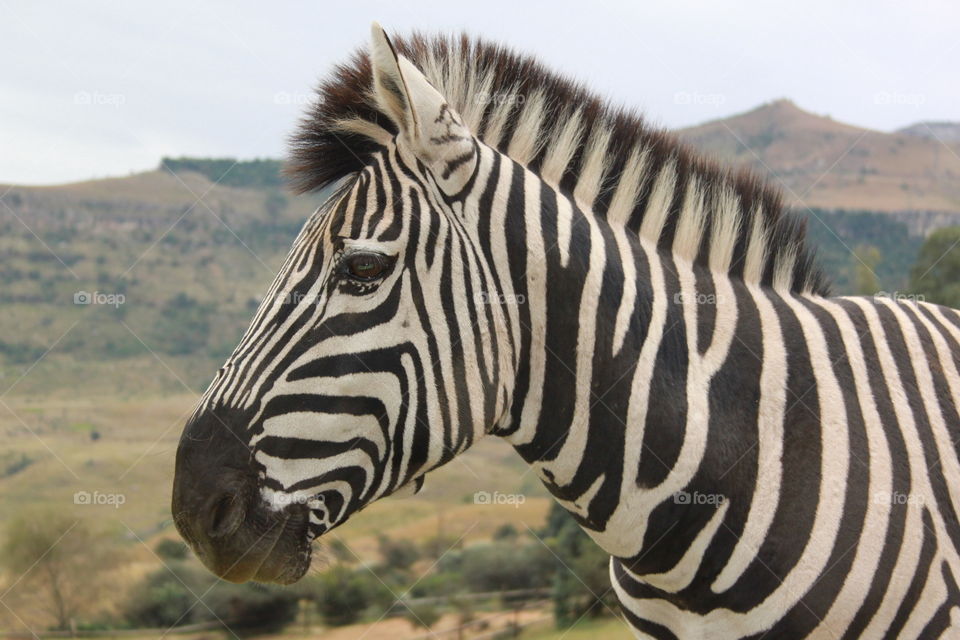 Zebra in the mountain