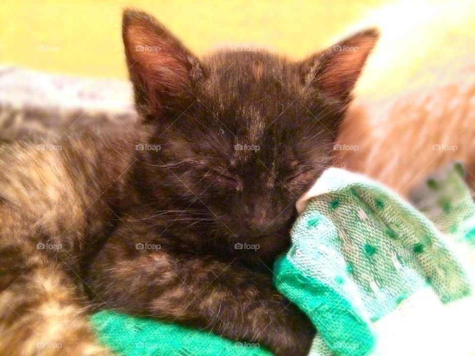 Miss little Wolverine kitten