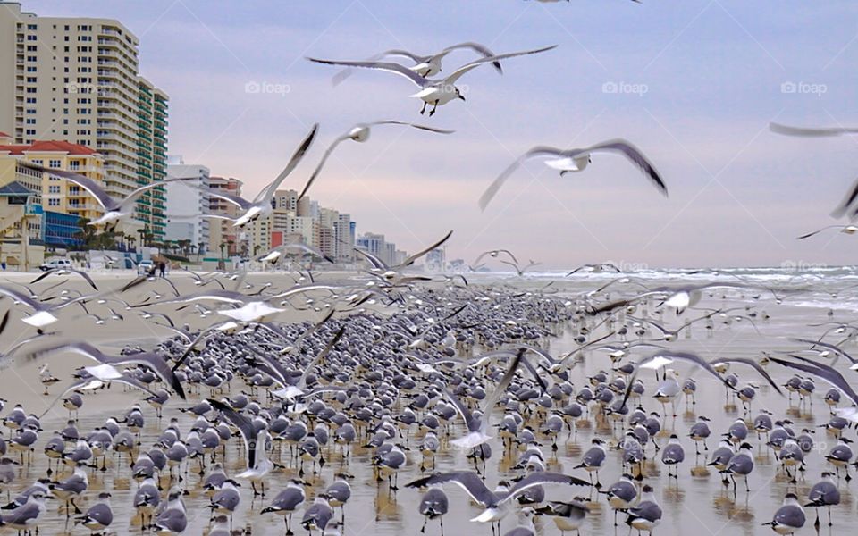 Hundreds of seagulls gather on the shores of Daytona Beach Florida in the early morning sunrise. 