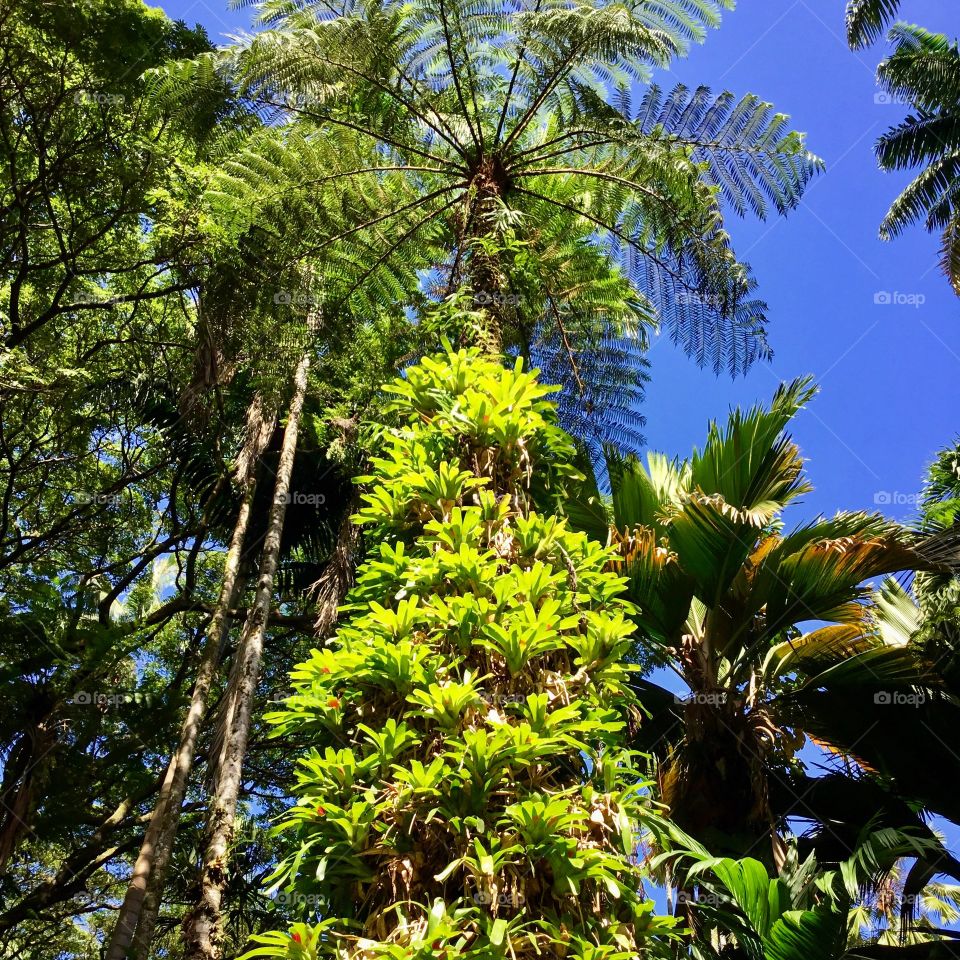 At Hawaii Tropical Botanical Garden