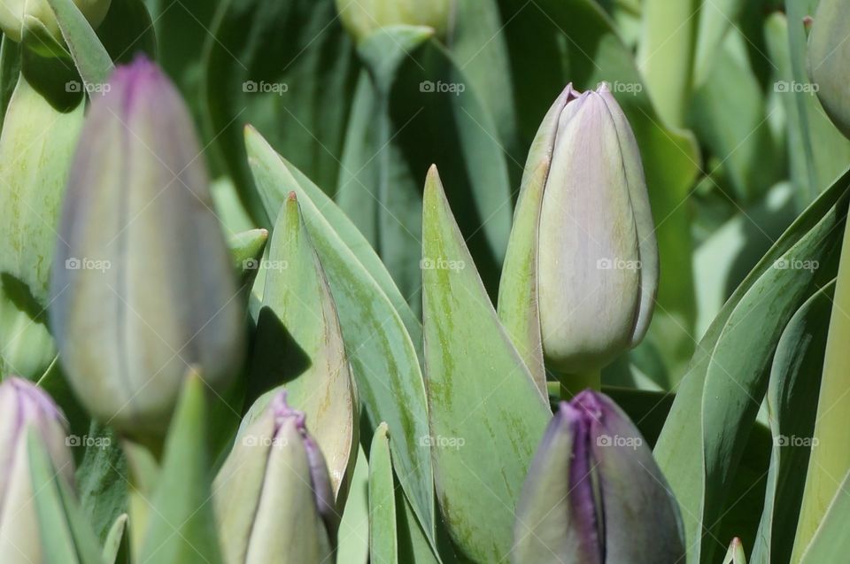 Tulips on the cusp of blooming. Tulip buds ready to bloom