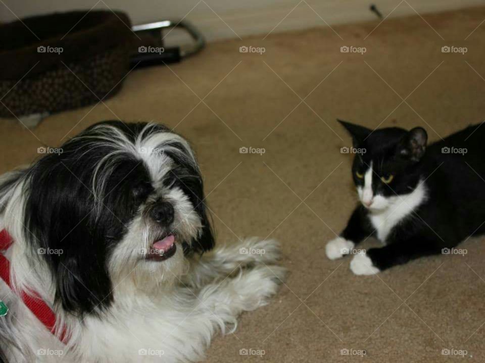 My black and white dog and cat are best friends.