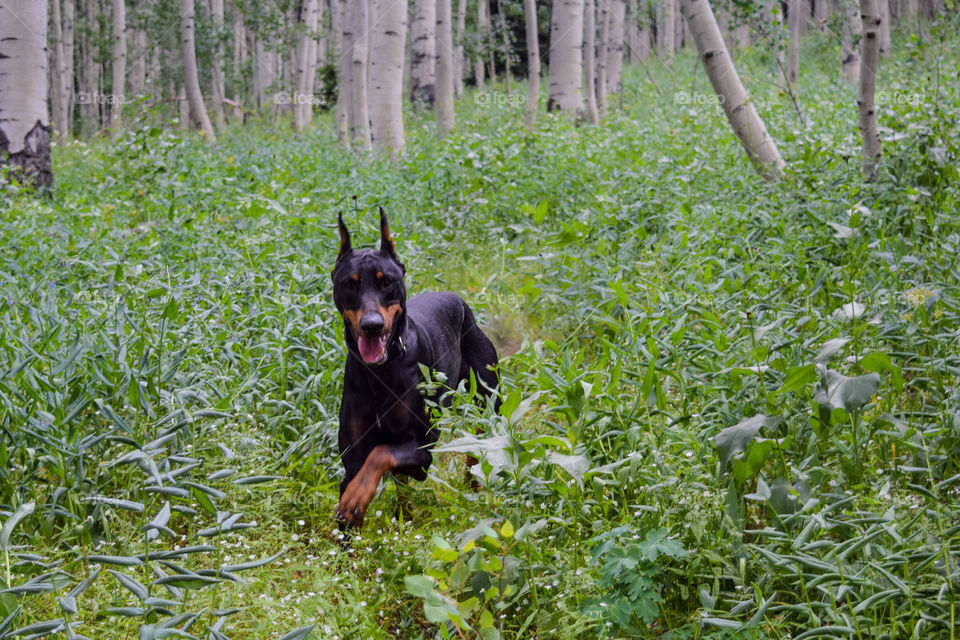 Runnin Through the Woods