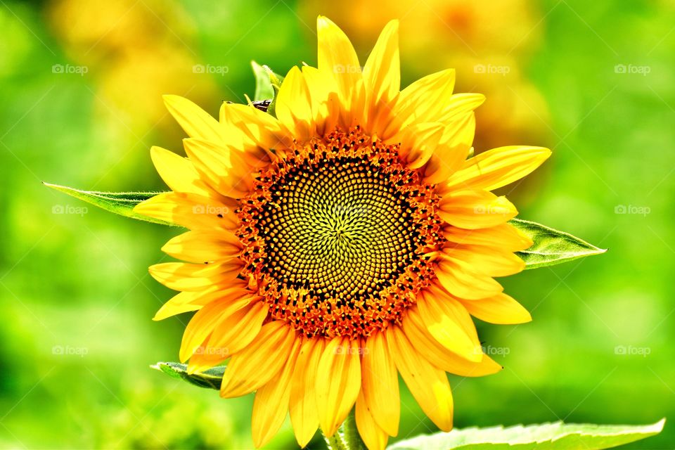 Sunflower in a field 