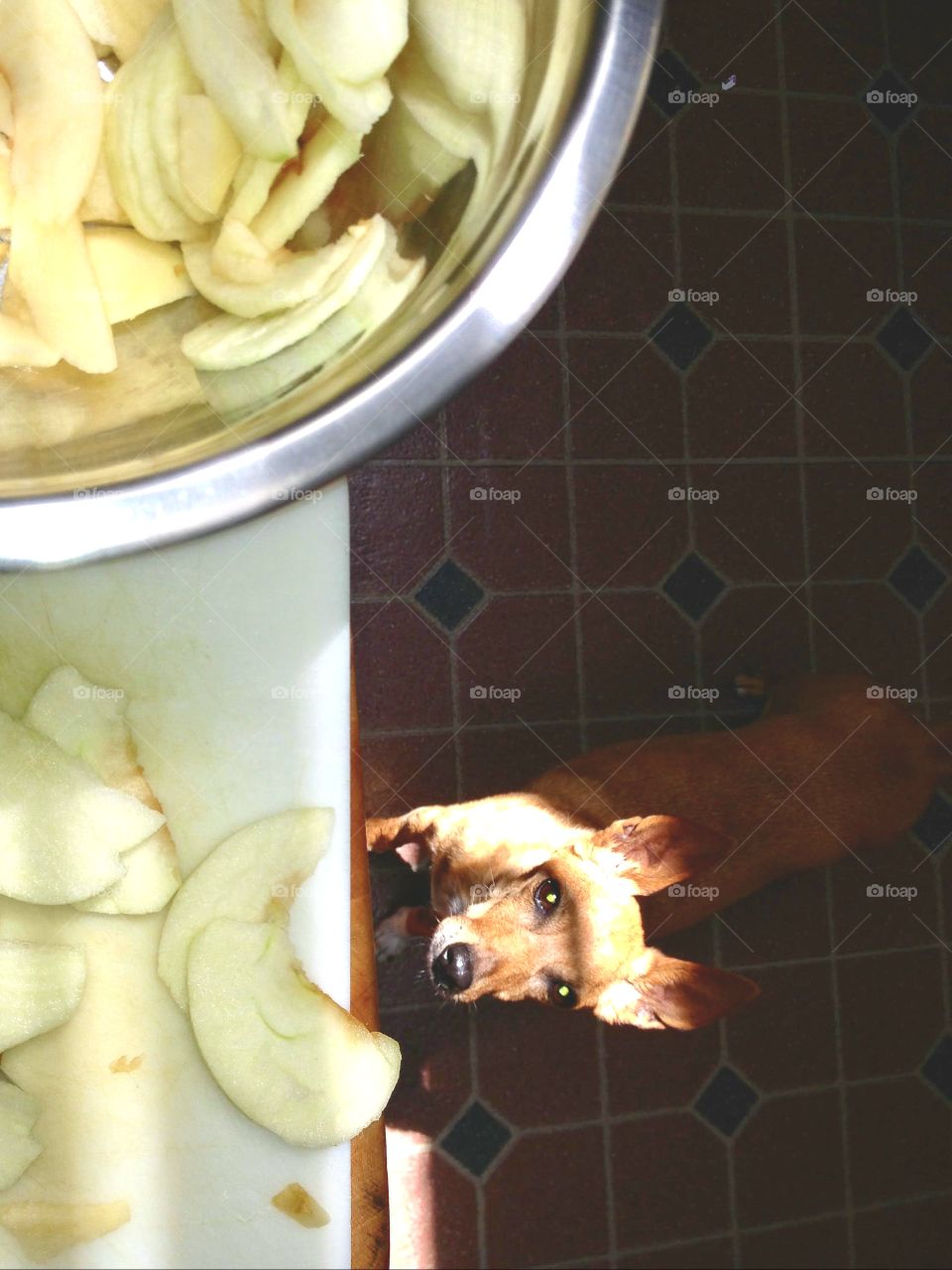 Puppy hoping apple slice falls to floor as pie is being prepared.